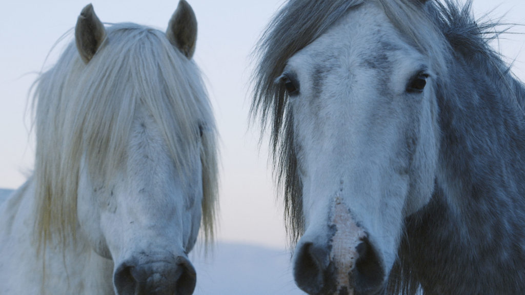 White Horses