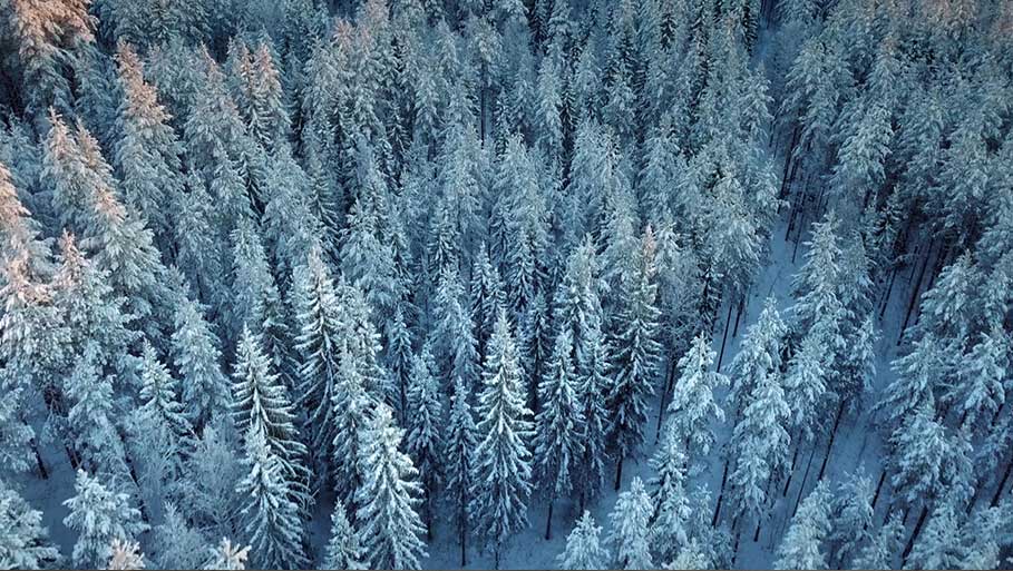 Snowy winter forest birds eye view