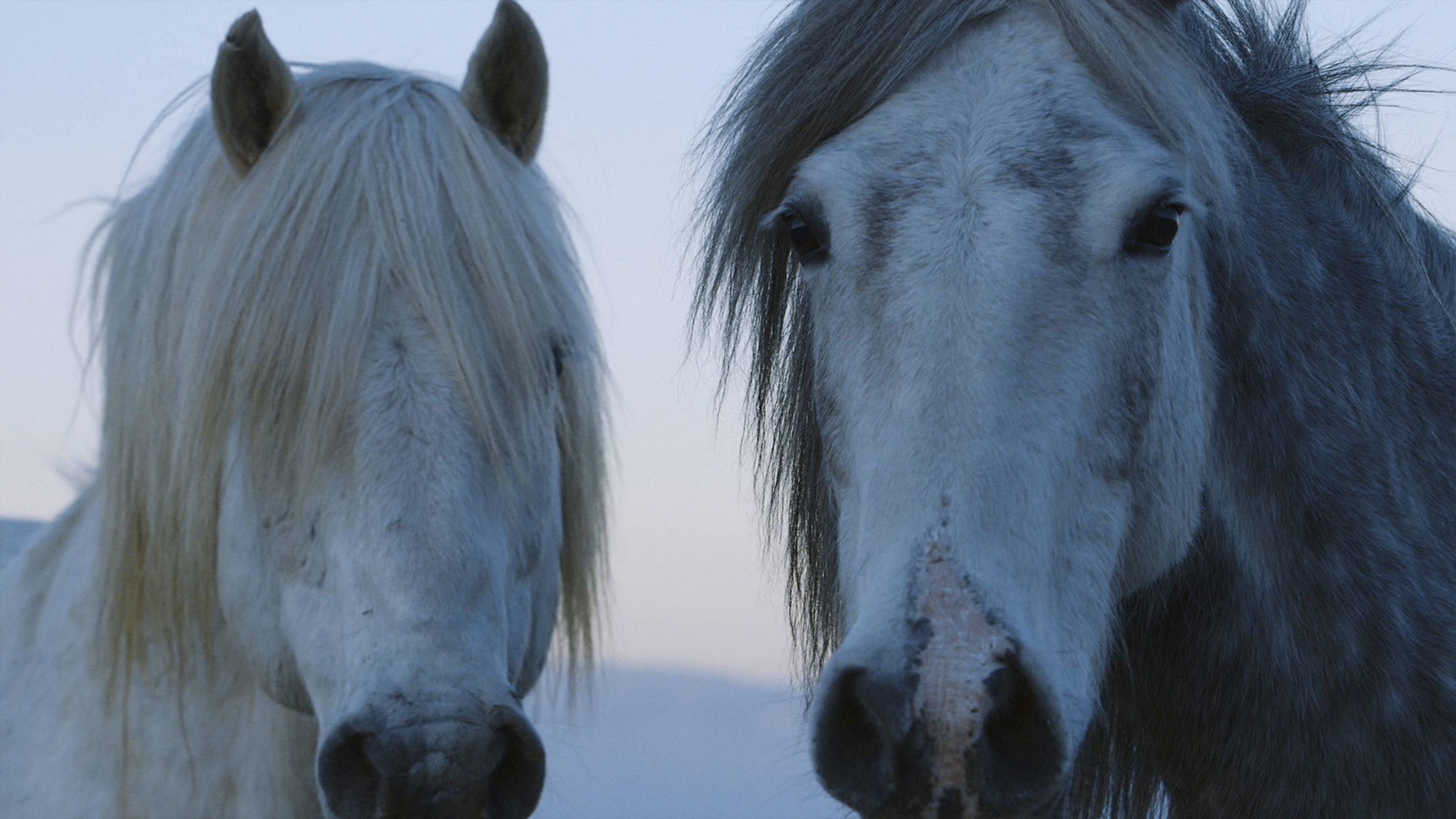 Two white Stallion Heads