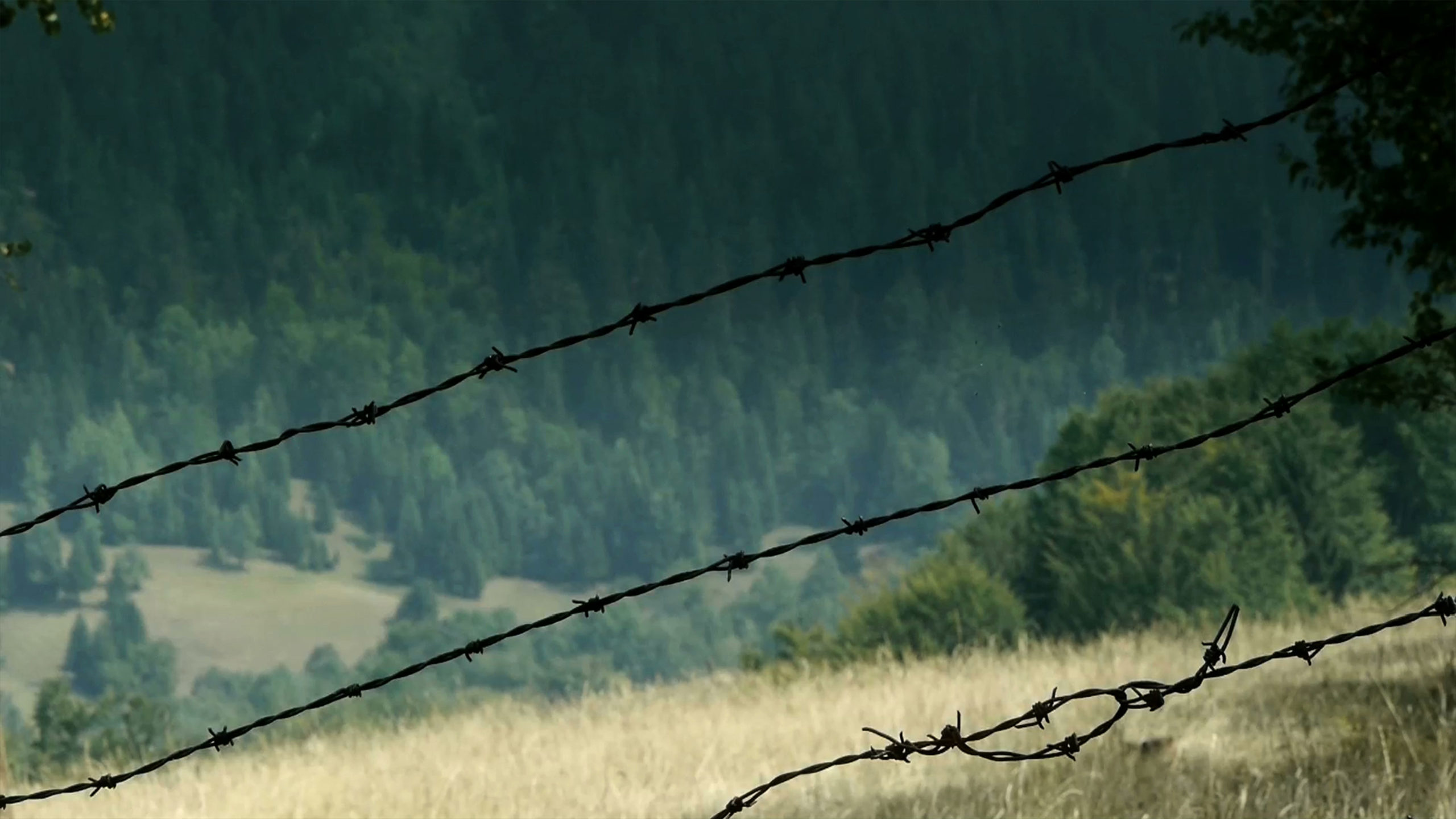 Close up of barbed wire fence with thick forest in the background