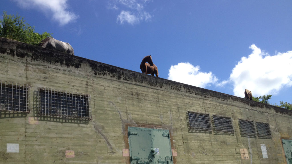 Horses on top of a building