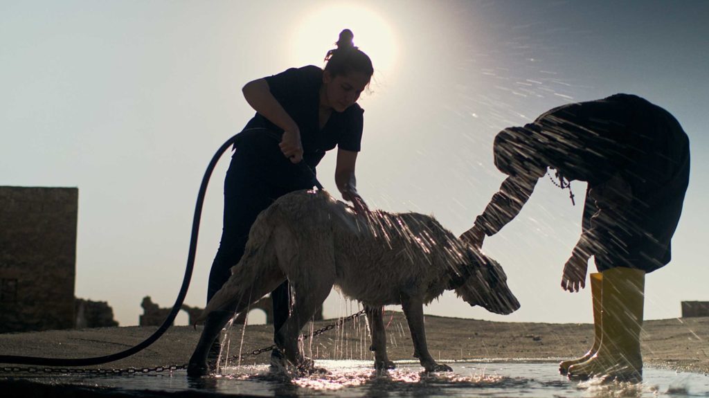 Dog being hosed down outside in Turkey